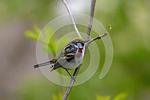 Chestnut-sided warbler or Setophaga pensylvanica. photo