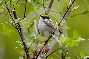 Chestnut-sided warbler or Setophaga pensylvanica. photo