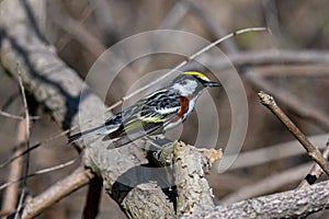 Chestnut-sided warbler or Setophaga pensylvanica in woods on a sunny spring day during migration. photo