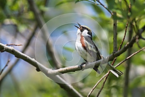 Chestnut-sided Warbler Singing