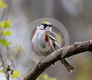 Chestnut-sided Warbler in summer plumage
