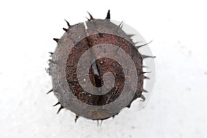 Chestnut in the snow