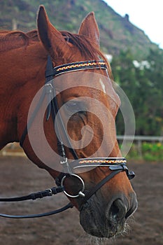 Chestnut sorrel Arabian horse with bridle with headstall and reins