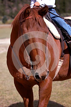 Chestnut/Sorrel Horse with Rider