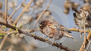 Chestnut Sparrow Sits on Thorn Branch