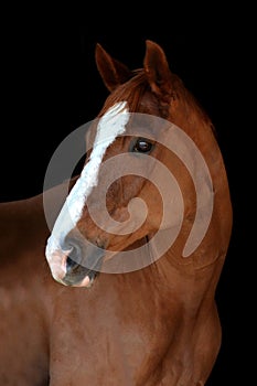 Chestnut sport horse portrait on black