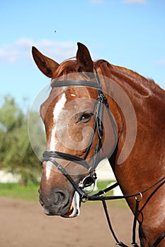 Chestnut sport horse portrait in summer