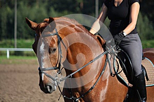 Chestnut sport horse portrait in summer