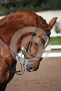 Chestnut sport horse portrait in summer