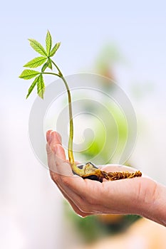 Chestnut sprout in hand