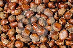 Chestnut - Stock image