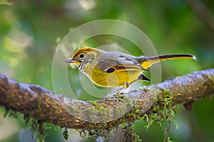 Chestnut-tailed minla(Minla strigula)