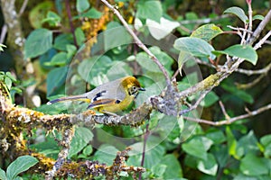 Chestnut-tailed minla in nature