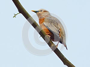 Chestnut-tailed Starling bird standing on the branch in nature