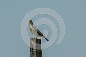 Chestnut-tailed Starling bird Sturnus malabaricus standing on the branch