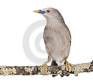 Chestnut-tailed Starling perched on a branch - Sturnia malabarica