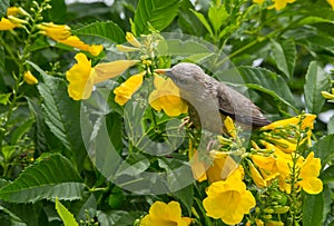 Chestnut-tailed Starling Sturnia malabarica