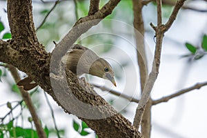 Chestnut tailed Starling (Sturnia malabarica) perching on branch.