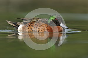 Chestnut Teal, Anas castanea