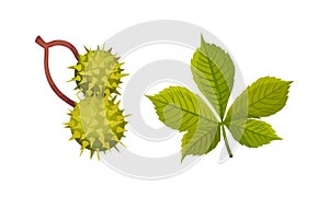 Chestnut with Thorned Shell and Green Leaf Vector Set