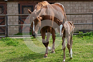 Chestnut Thoroughbred Colt and warmblood mare in lush pasture