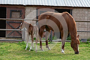 Chestnut Thoroughbred Colt and warmblood mare in lush pasture