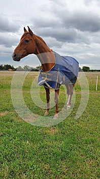 Chestnut thoroughbred gelding in blue lightweight turnout rug standing in green field on equestrian livery farm with clouded skies