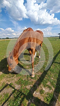 Chestnut Thoroughbred gelding eating dinner from bucket feed in field on equestrian livery farm with blue skies with clouds