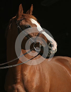 Chestnut Thoroughbred Mare