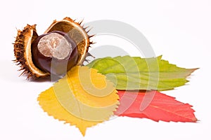 Chestnut with three colored leaves