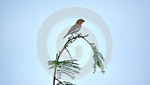 Chestnut-throated seedeater perched in a tree