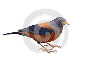 Chestnut Thrush bird