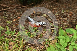 Chestnut tiger butterfly female Parantica sita.