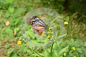 Chestnut tiger butterfly female Parantica sita.