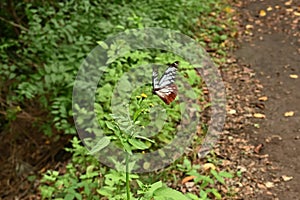 Chestnut tiger butterfly female Parantica sita.