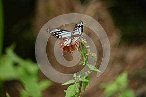 Chestnut tiger butterfly female Parantica sita.