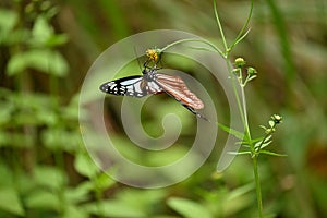 Chestnut tiger butterfly female Parantica sita.