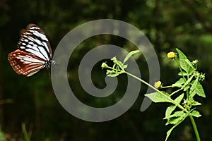 Chestnut tiger butterfly female Parantica sita.