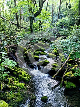 Chestnut Trailhead Waynesville North Carolina