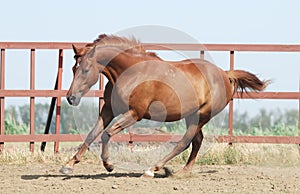 Chestnut trakehner horse photo