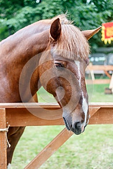 Chestnut trakehner stallion