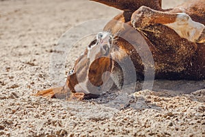 Chestnut trakehner stallion horse rolling in sand in paddock in spring daytime