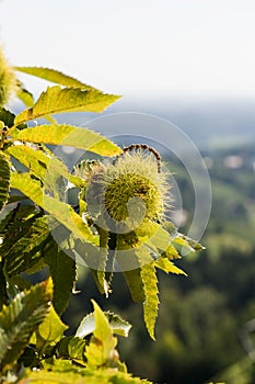 Chestnut tree