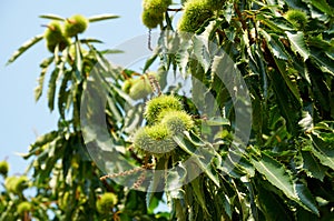 Chestnut Tree