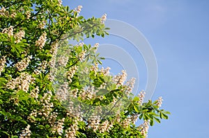 Chestnut tree