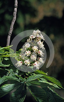 Chestnut Tree, aesculus hippocastanum, Flowers