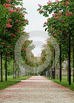 Chestnut tree along the pathway