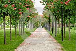 Chestnut tree along the pathway