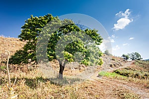 Chestnut tree in arid climate of Calabria