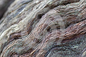 Chestnut tree bark selective focus abstract natural background photo